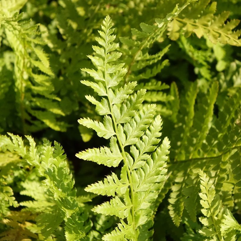 Polystichum braunii - Felce di Braun (Fogliame)