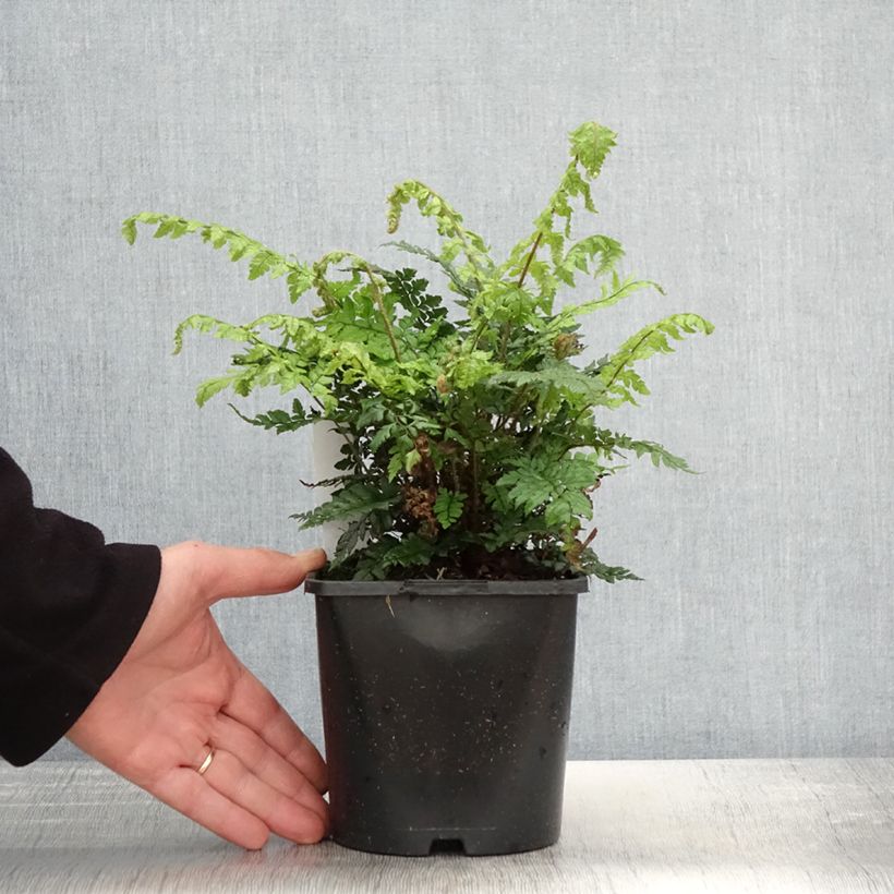 Example of Polystichum makinoi Vaso da 2L/3L as you get in printemps