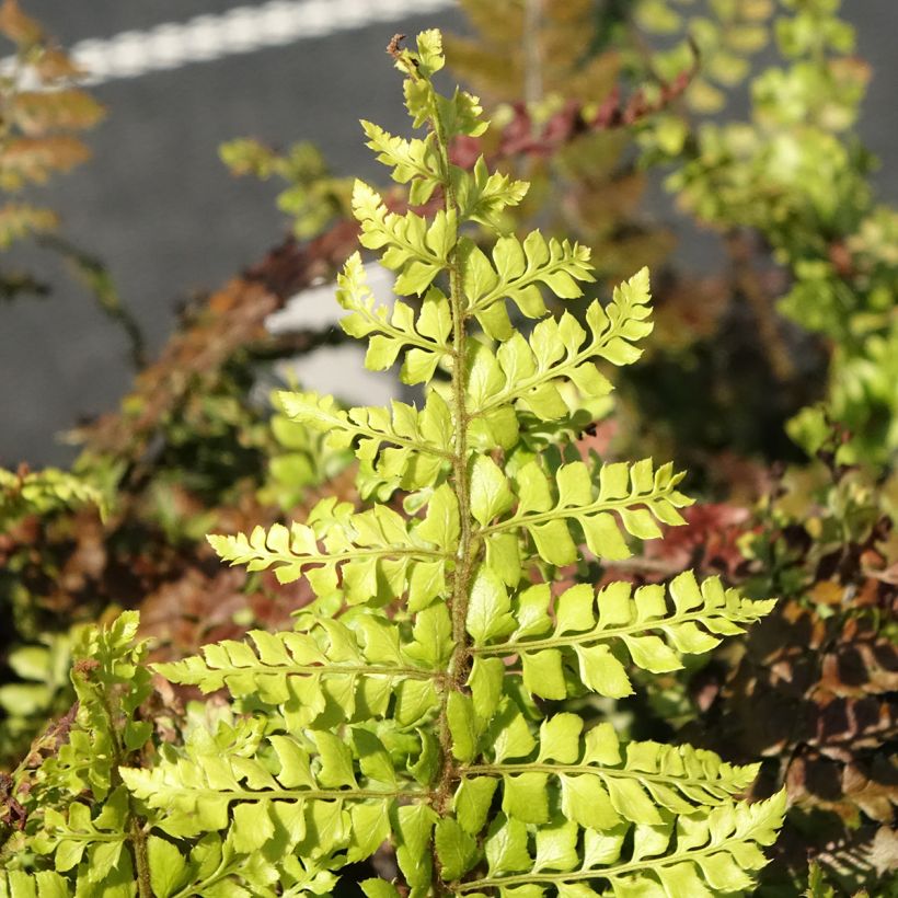 Polystichum makinoi (Foliage)