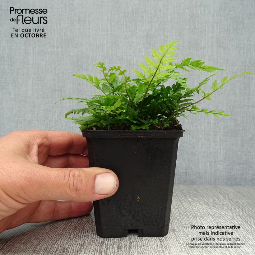 Esemplare di Polystichum rigens Vasetto da 8/9 cm come consegnato in autunno