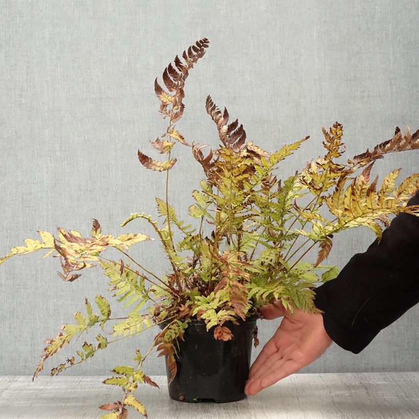 Example of Polystichum rigens Vaso da 2L/3L as you get in printemps