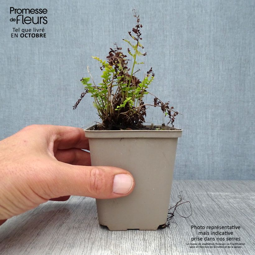 Esemplare di Polystichum setiferum Herrenhausen - Felce setifera Vasetto da 8/9 cm come consegnato in autunno