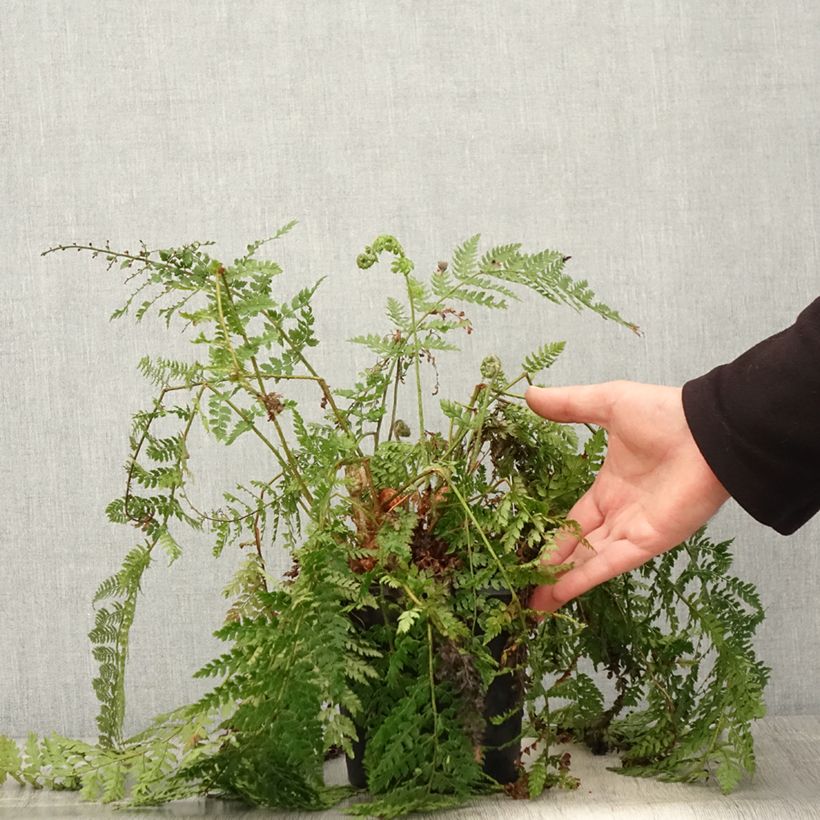 Example of Polystichum setiferum Herrenhausen - Felce setifera Vaso da 2L/3L as you get in printemps