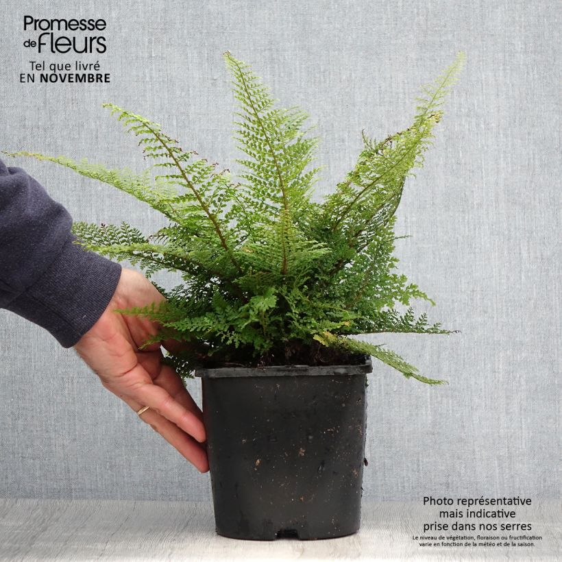 Esemplare di Polystichum setiferum Plumosum Densum - Felce setifera Vaso da 2L/3L come consegnato in autunno