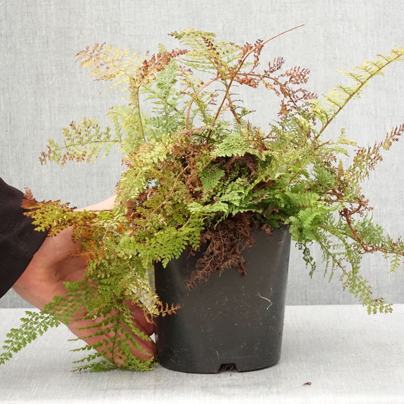 Polystichum setiferum Plumosum Densum - Felce setifera Vaso da 2L/3L esemplare consegnato in primavera