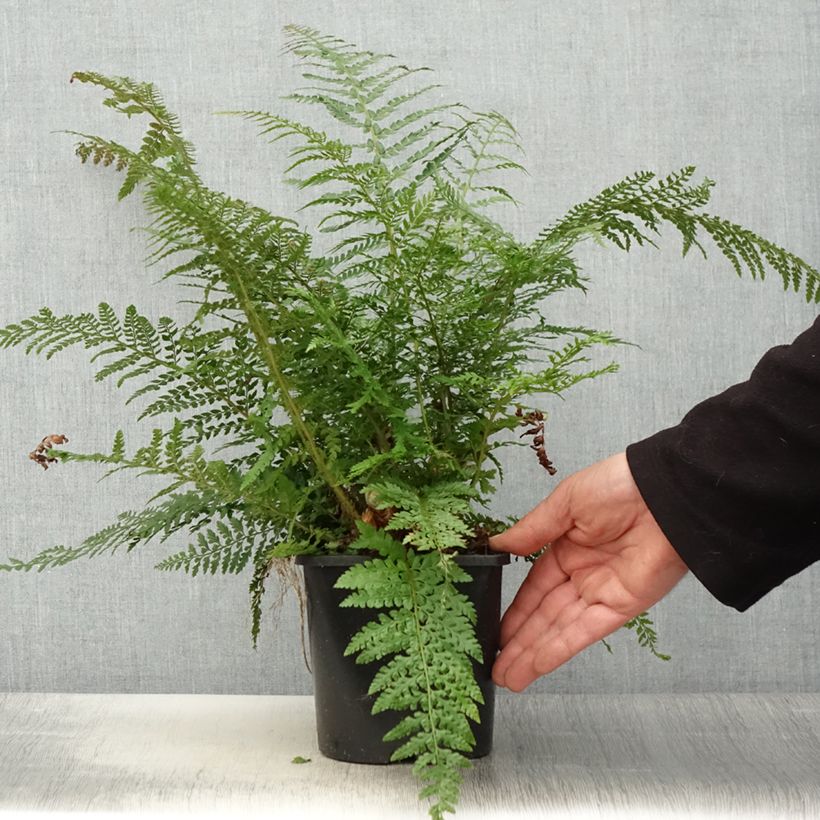 Polystichum setiferum Proliferum - Felce setifera Vaso da 2L/3L esemplare consegnato in primavera