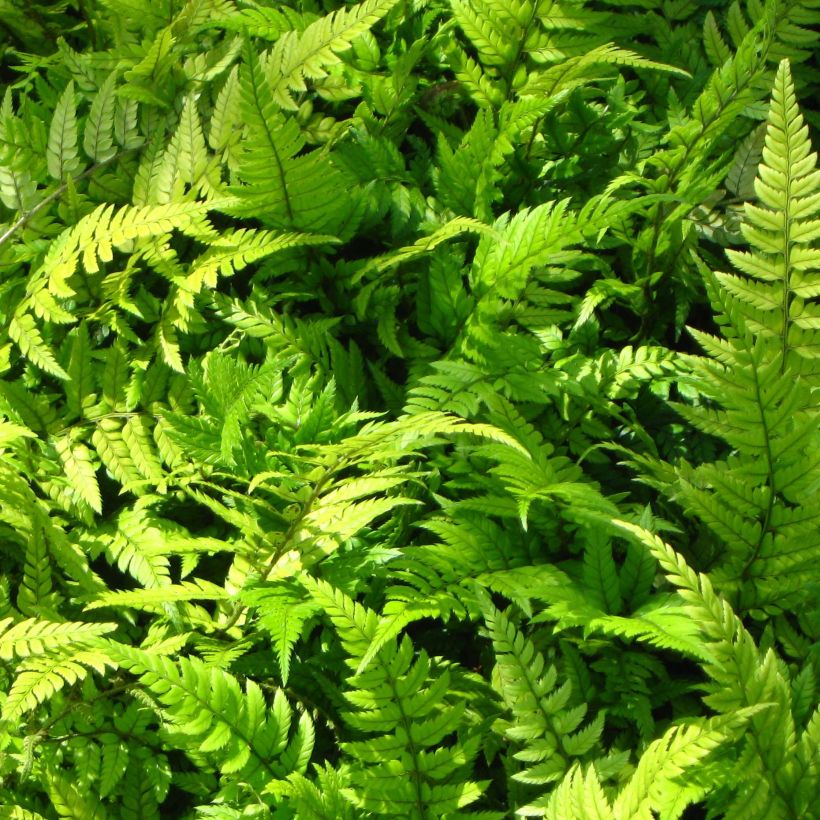Polystichum tsus-simense (Foliage)