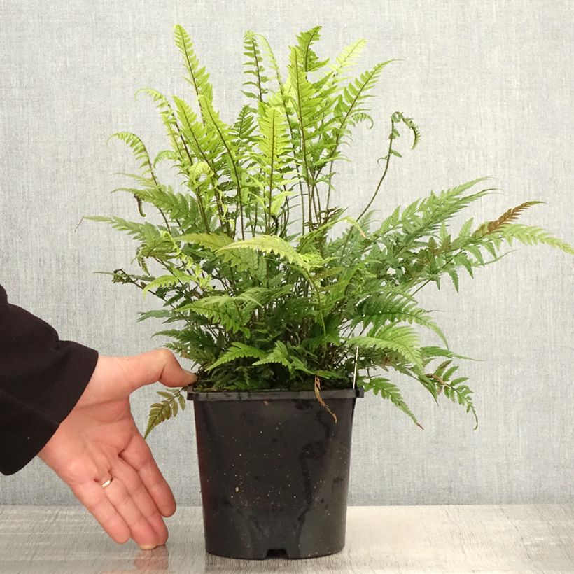 Example of Polystichum tsus-simense Vaso da 2L/3L as you get in printemps