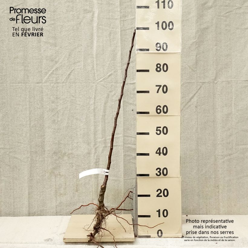 Melo Petit Jaune Piante grandi a radice nuda, Astone esemplare consegnato in inverno