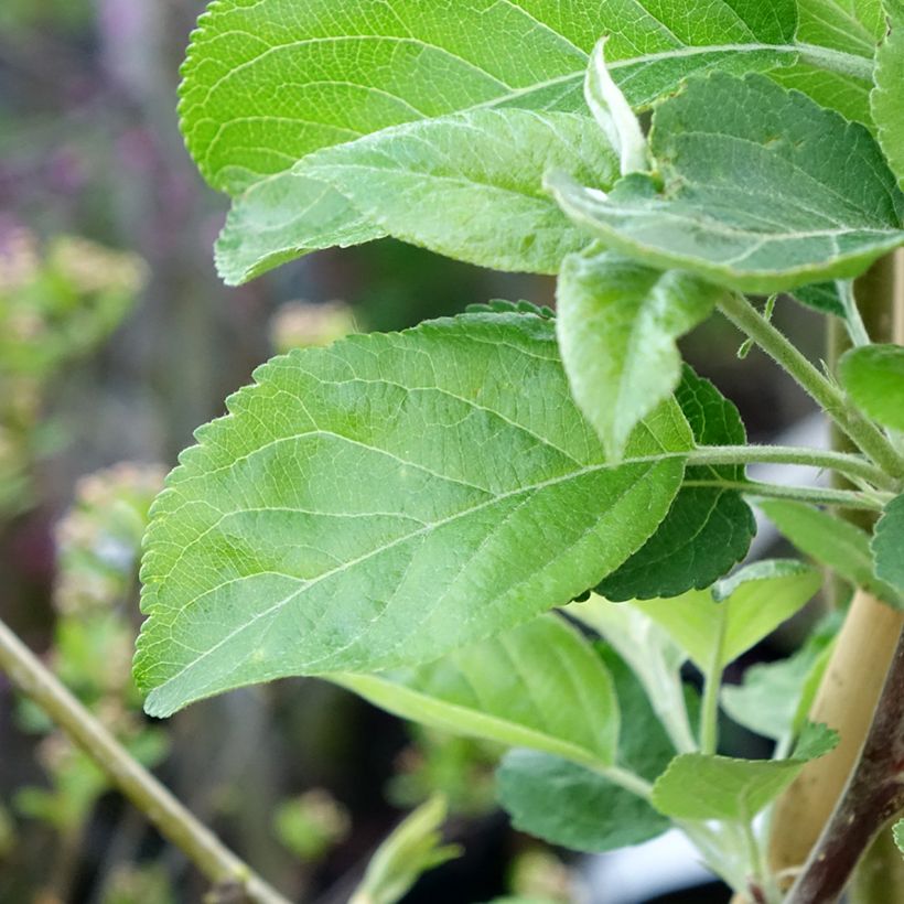 Melo Ananas Berżenicki (Fogliame)