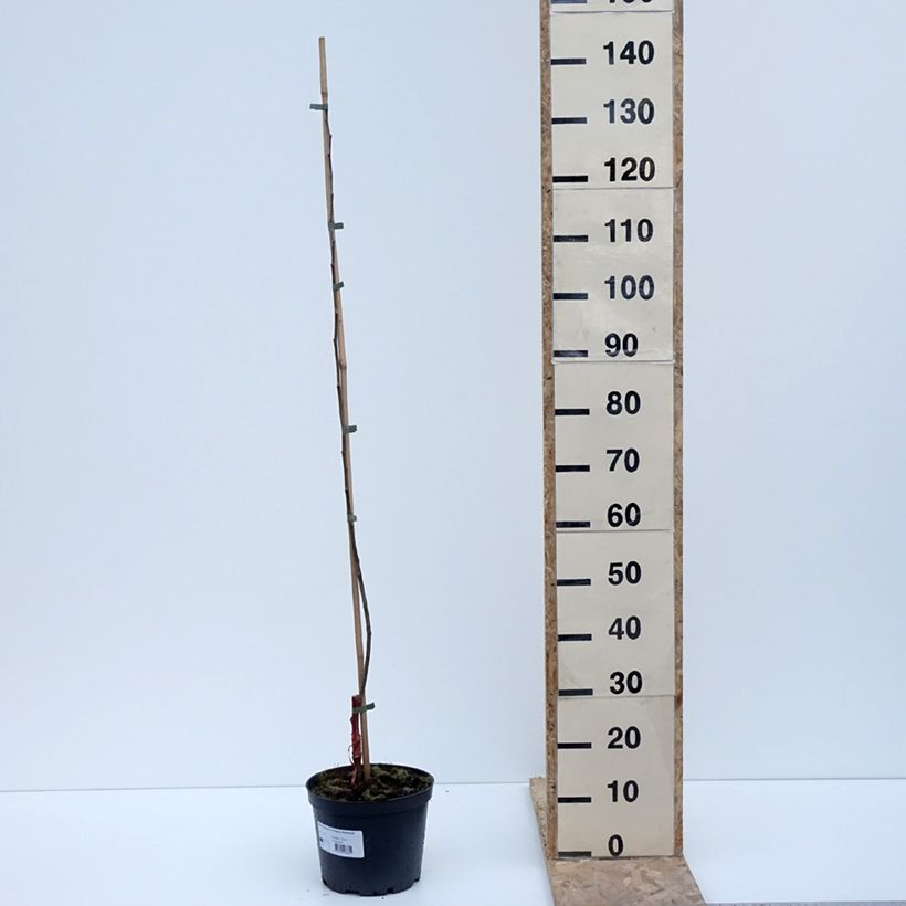 Pommier Ananas Berżenicki Pot de 4L/5L, Scion esemplare consegnato in inverno