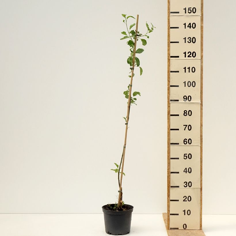 Melo Ananas Berżenicki Vaso da 4L/5L, Astone esemplare consegnato in primavera