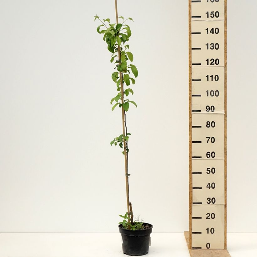 Melo Antonówka Półtorapoundowa Vaso da 4L/5L, Astone esemplare consegnato in primavera