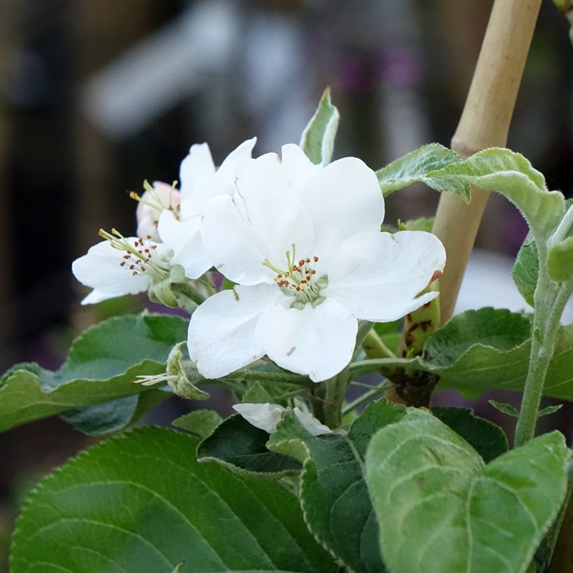 Melo Antonówka Zwykła (Fioritura)