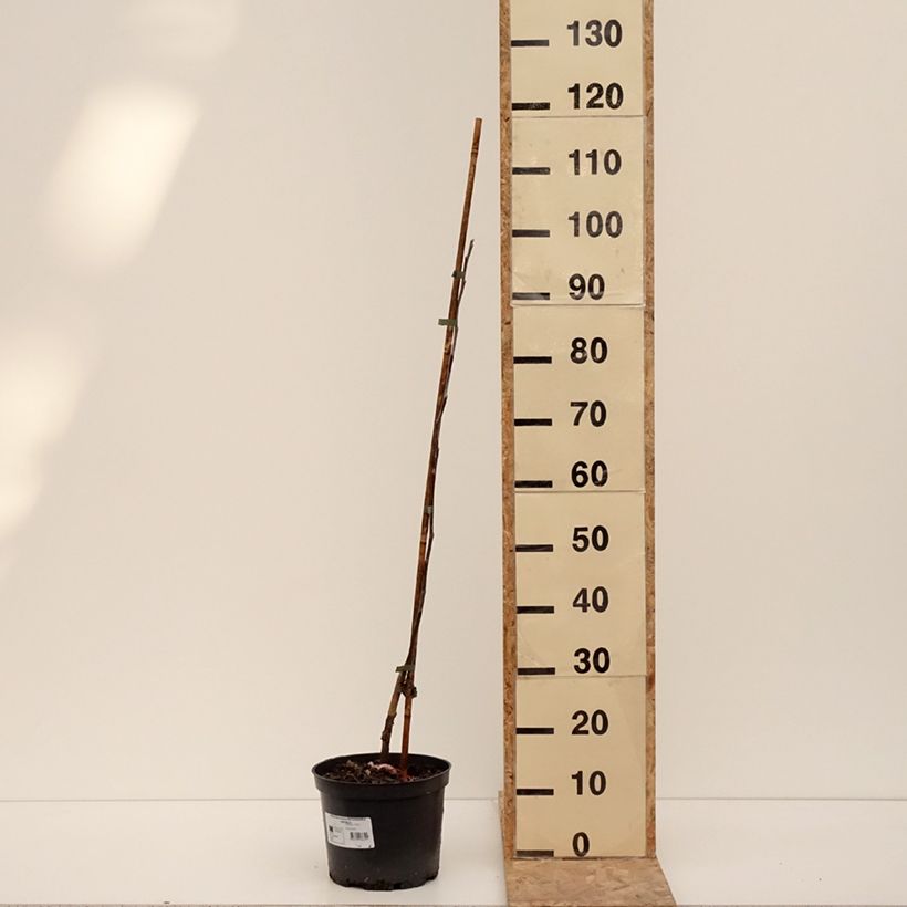 Pommier Antonówka Zwykła Pot de 4L/5L, Scion esemplare consegnato in inverno