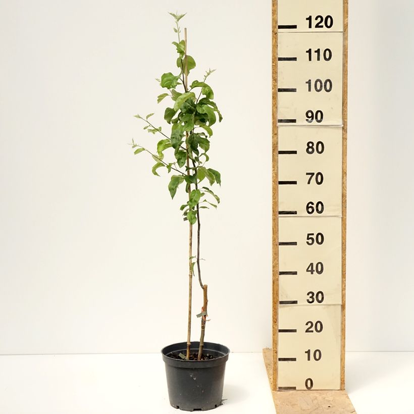 Melo Antonówka Zwykła Vaso da 4L/5L, Astone esemplare consegnato in primavera