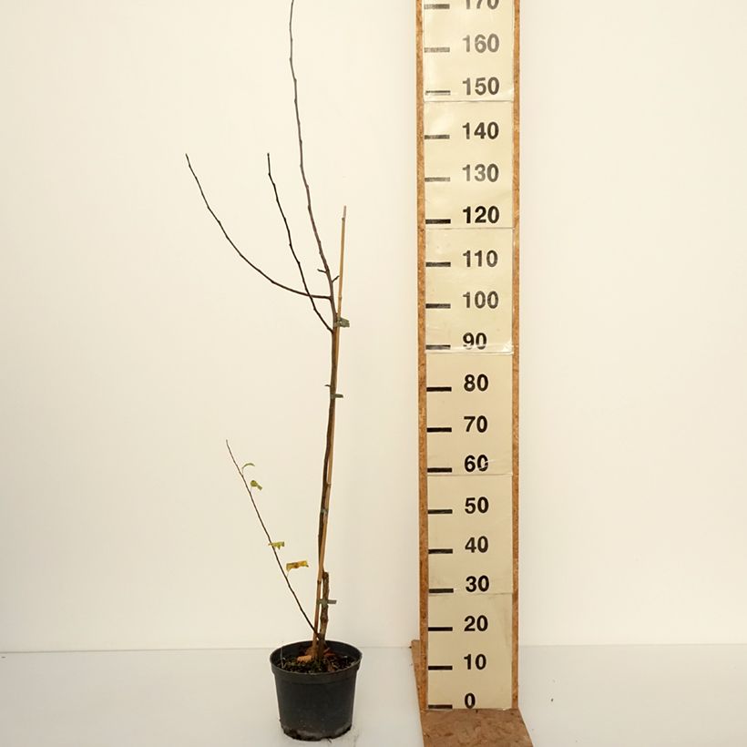 Esemplare di Melo Antonówka Zwykła Vaso da 4L/5L, Astone come consegnato in autunno