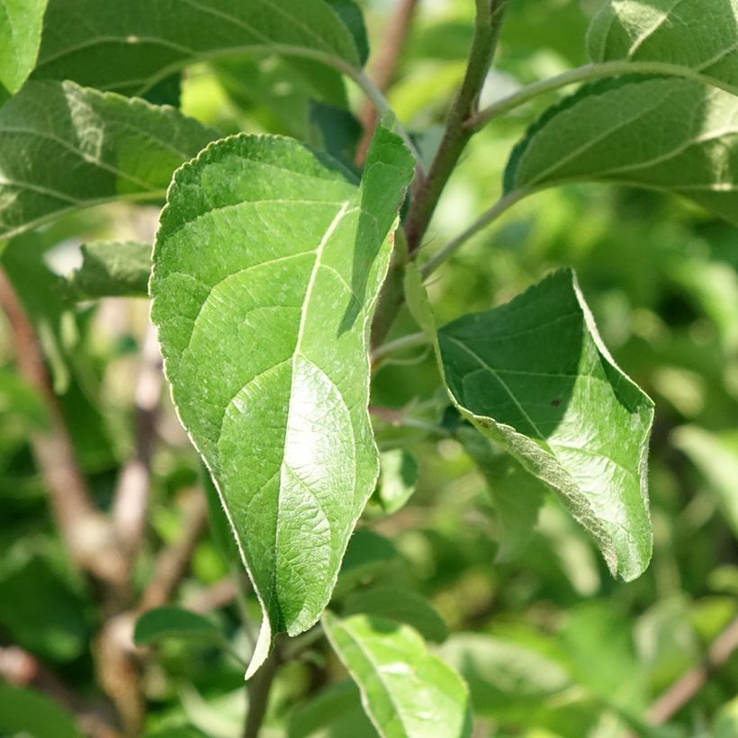 Melo Belchard ou Chantecler (Fogliame)