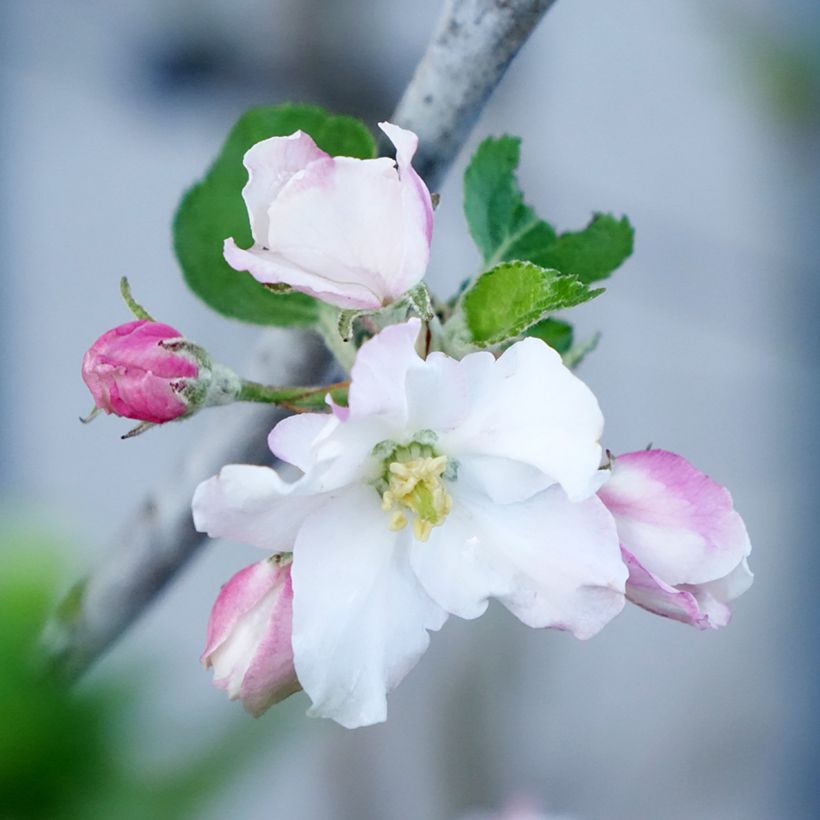 Melo Bella di Boskoop Bio (Flowering)