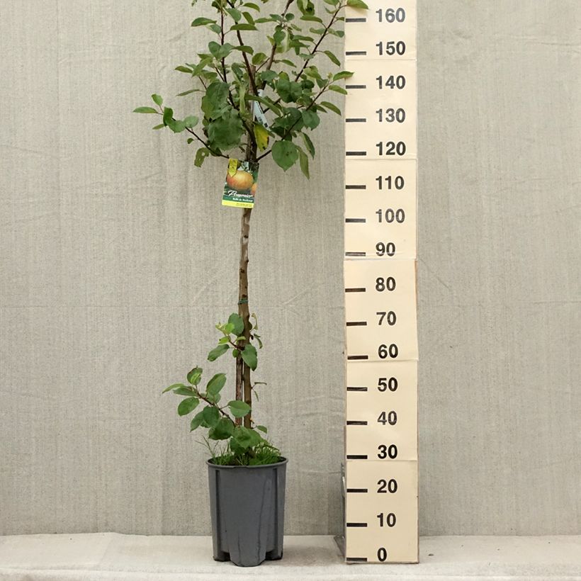 Esemplare di Melo Bella di Boskoop Vaso da 7,5L/10L, Vaso impalcato medio consegnato in estate
