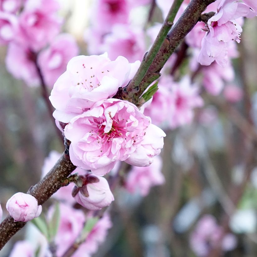 Melo Bella di Boskoop (Fioritura)