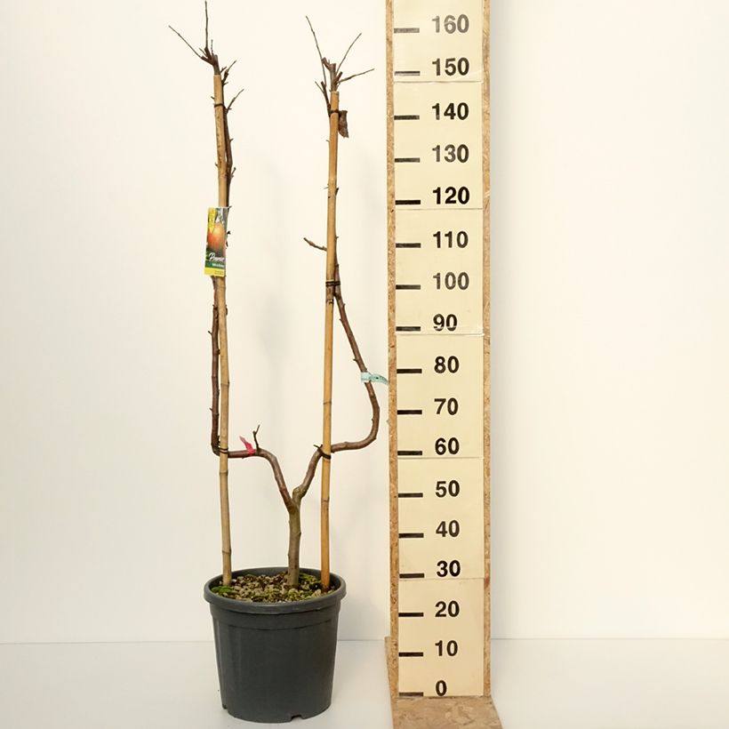 Melo Bella di Boskoop Vaso da 12L/15L, Palmetta singola a U esemplare consegnato in inverno