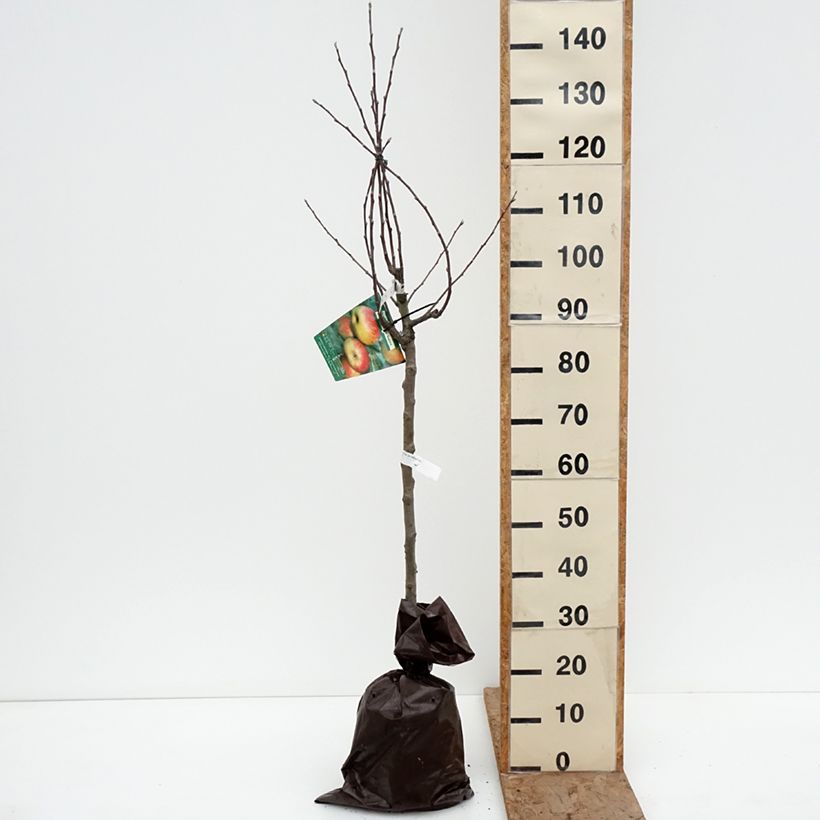 Example of Melo Belle Fille de Salins Zolla 'Pronta da piantare', Vasetto as you get in hiver