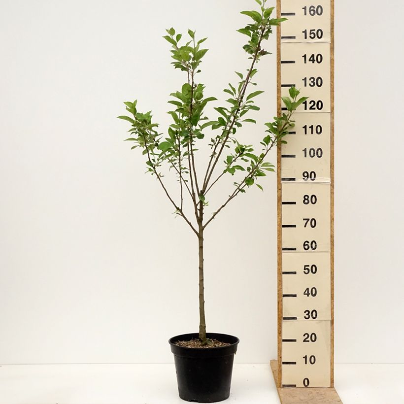 Example of Melo Blush rosette Vaso da 7,5L/10L, Vasetto as you get in printemps