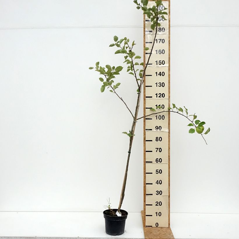 Esemplare di Melo Bramley's Seedling Vaso da 4L/5L, Astone consegnato in estate