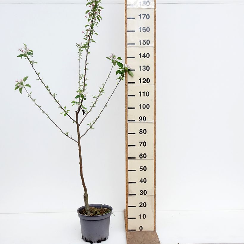 Melo Inverno di Calville Vaso da 7,5L/10L, Vasetto esemplare consegnato in primavera