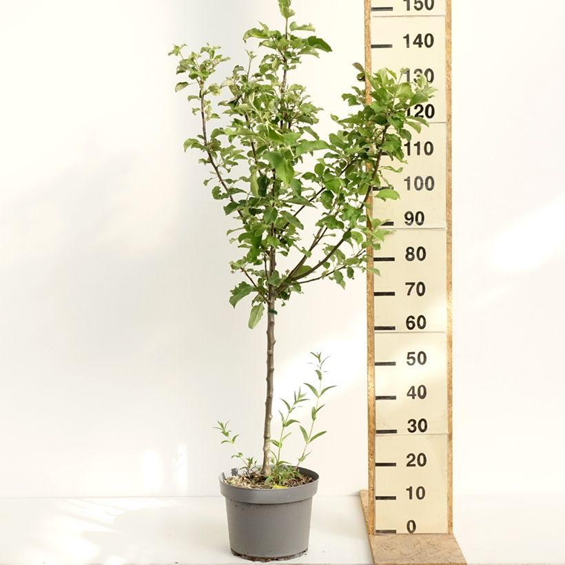 Melo Inverno di Calville rosso Vaso da 7,5L/10L, Vasetto esemplare consegnato in primavera