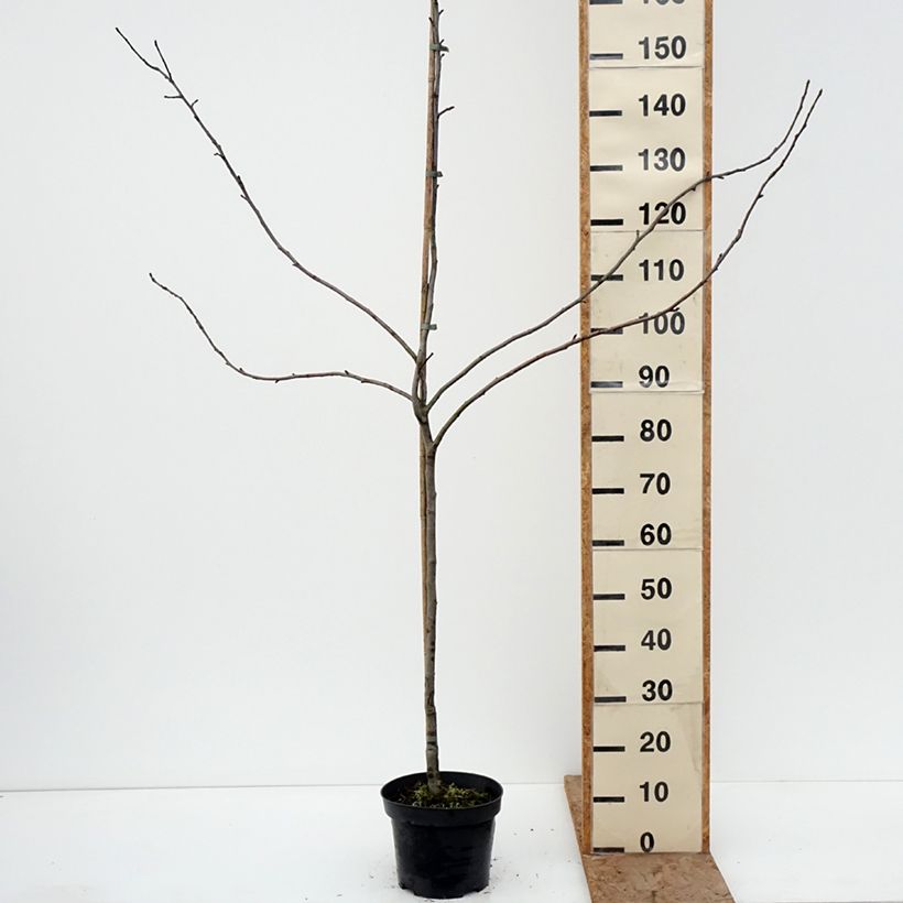 Melo Charłamowskie Vaso da 4L/5L, Astone esemplare consegnato in inverno