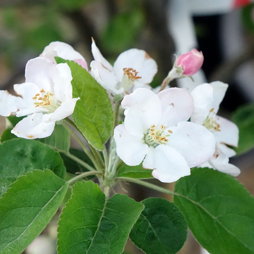 Melo Choupette (Fioritura)