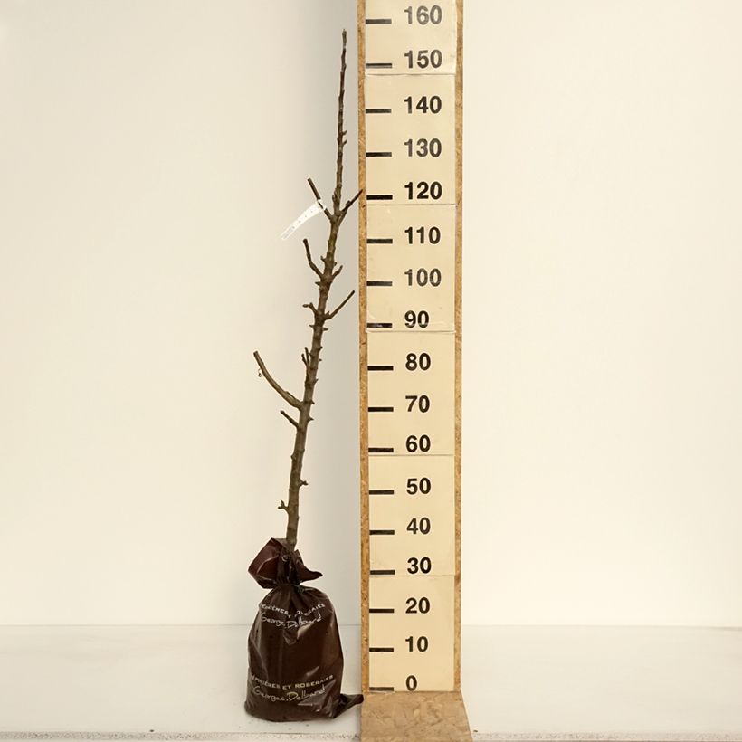 Melo colonnare Azay-Le-Rideau delwibo Zolla 'Pronta da piantare', Colonnare esemplare consegnato in primavera