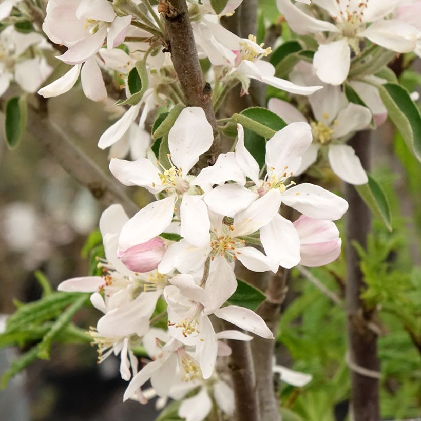 Melo colonnare Ballerina Polka (Fioritura)