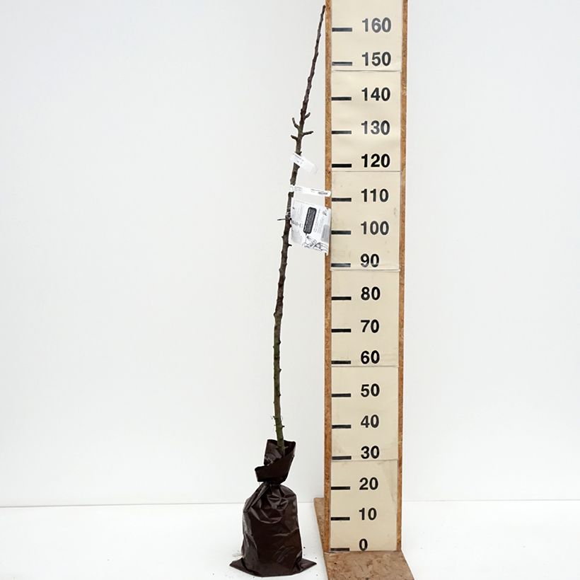 Melo colonnare Cheverny delcolin Zolla 'Pronta da piantare', Colonnare esemplare consegnato in inverno