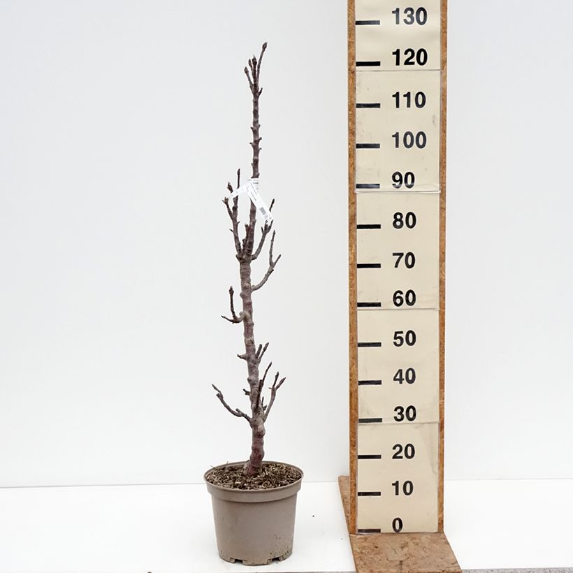 Melo colonnare Cheverny delcolin Vaso da 7,5L/10L esemplare consegnato in inverno