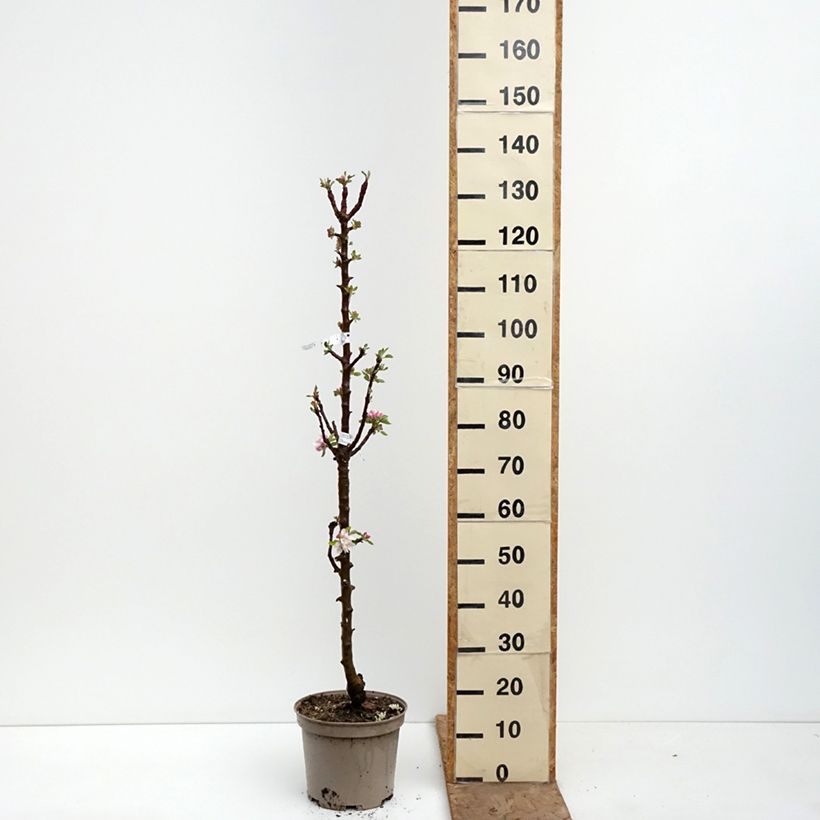 Melo colonnare Cheverny delcolin Vaso da 7,5L/10L esemplare consegnato in primavera