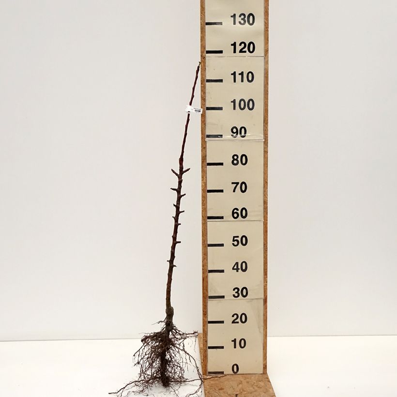 Melo colonnare Cheverny delcolin Piante grandi a radice nuda, Colonnare esemplare consegnato in inverno