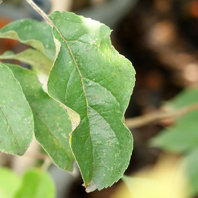 Melo colonnare Chinon Delcoblu (Fogliame)