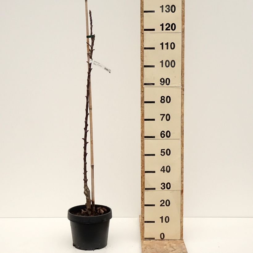 Pommier colonnaire Chinon - Georges Delbard Pot de 7,5L/10L esemplare consegnato in inverno