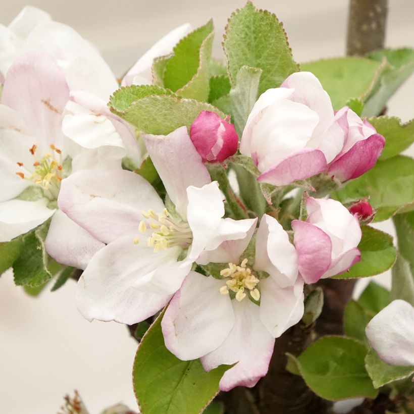 Melo colonnare Rhapsodiecov (Fioritura)