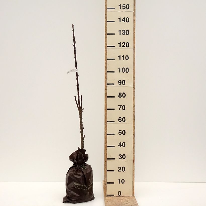 Melo colonnare Villandry Delcoti Zolla 'Pronta da piantare', Colonnare esemplare consegnato in inverno