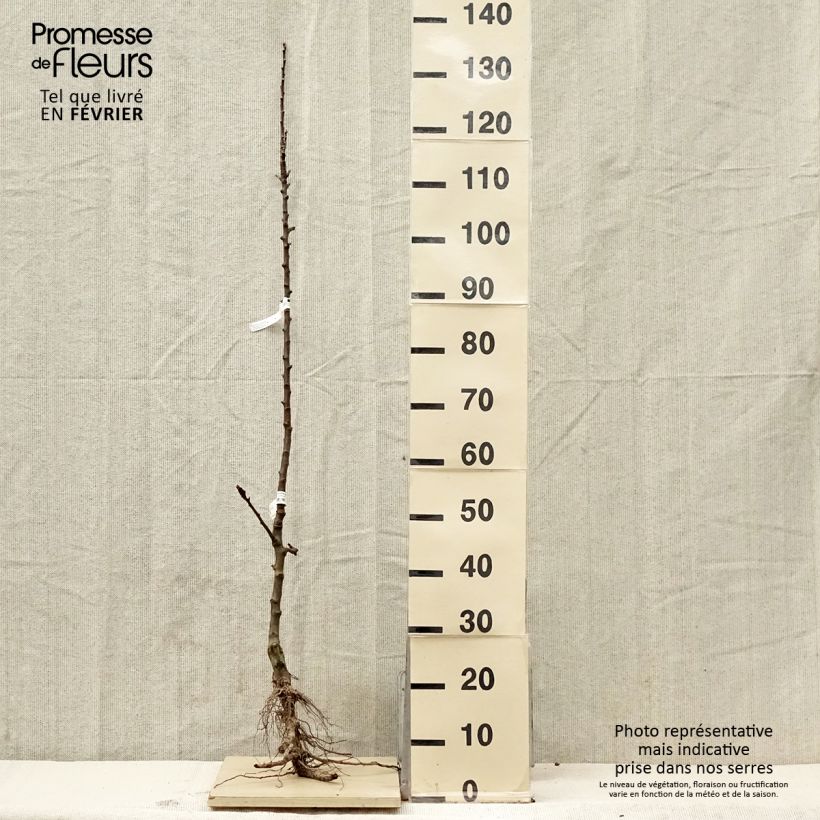 Melo colonnare Courson delfloden Piante grandi a radice nuda, Colonnare esemplare consegnato in inverno