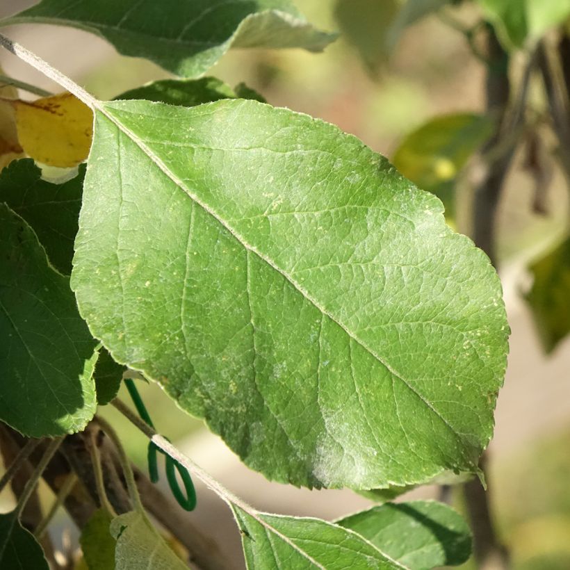 Melo Cybèle (Fogliame)