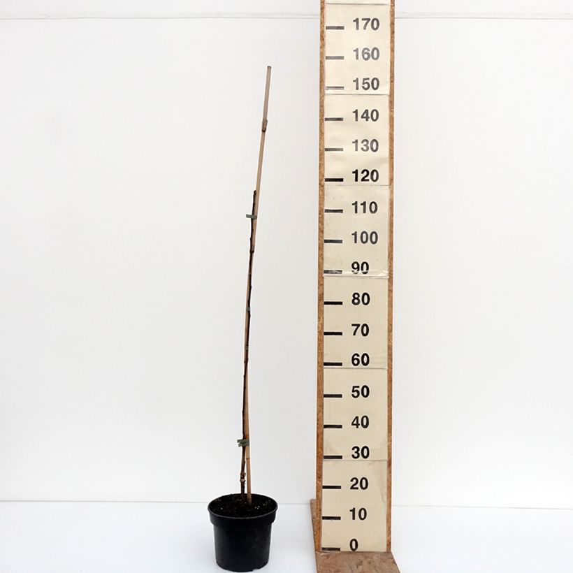 Example of Melo Cynamonówka Prążkowana Vaso da 4L/5L, Astone as you get in hiver