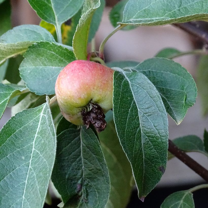Malus Evereste 'Perpetu' - Melo da fiore (Raccolta)