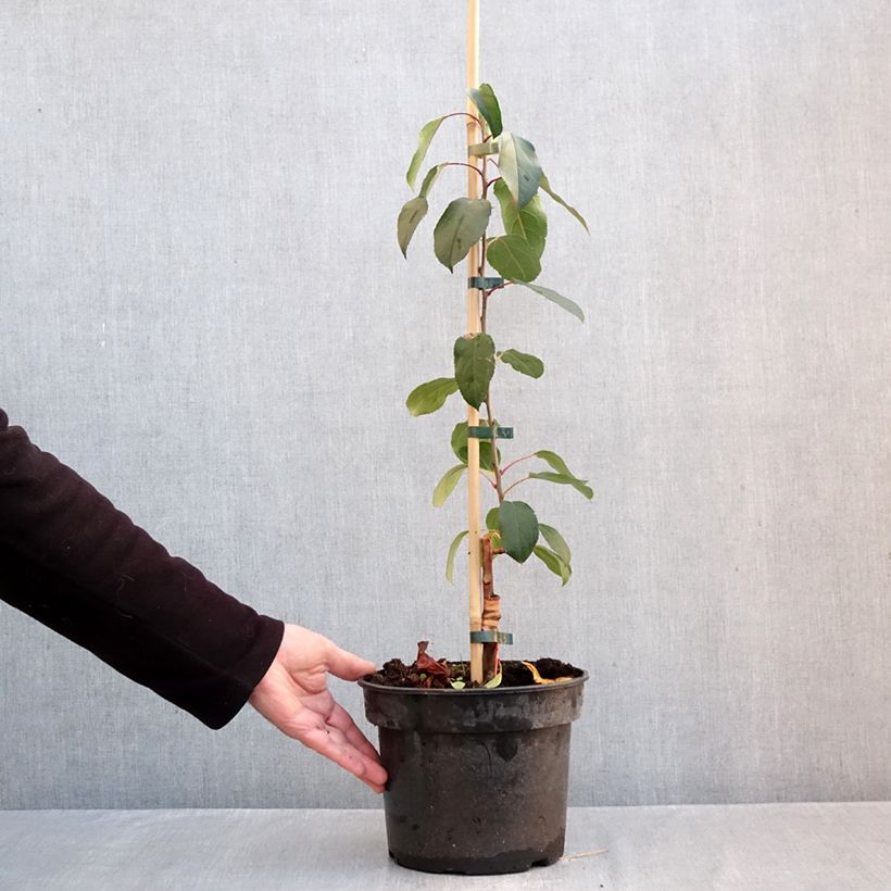 Esemplare di Malus Adirondack - Melo da fiore Vaso da 4L/5L come consegnato in autunno