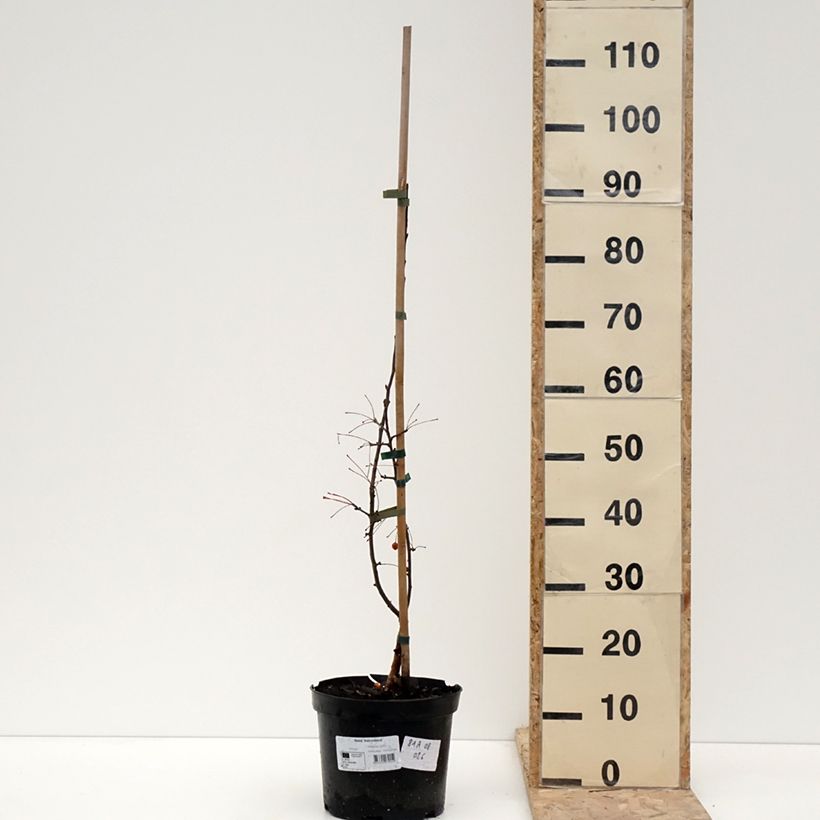 Malus Adirondack - Melo da fiore Vaso da 4L/5L esemplare consegnato in inverno