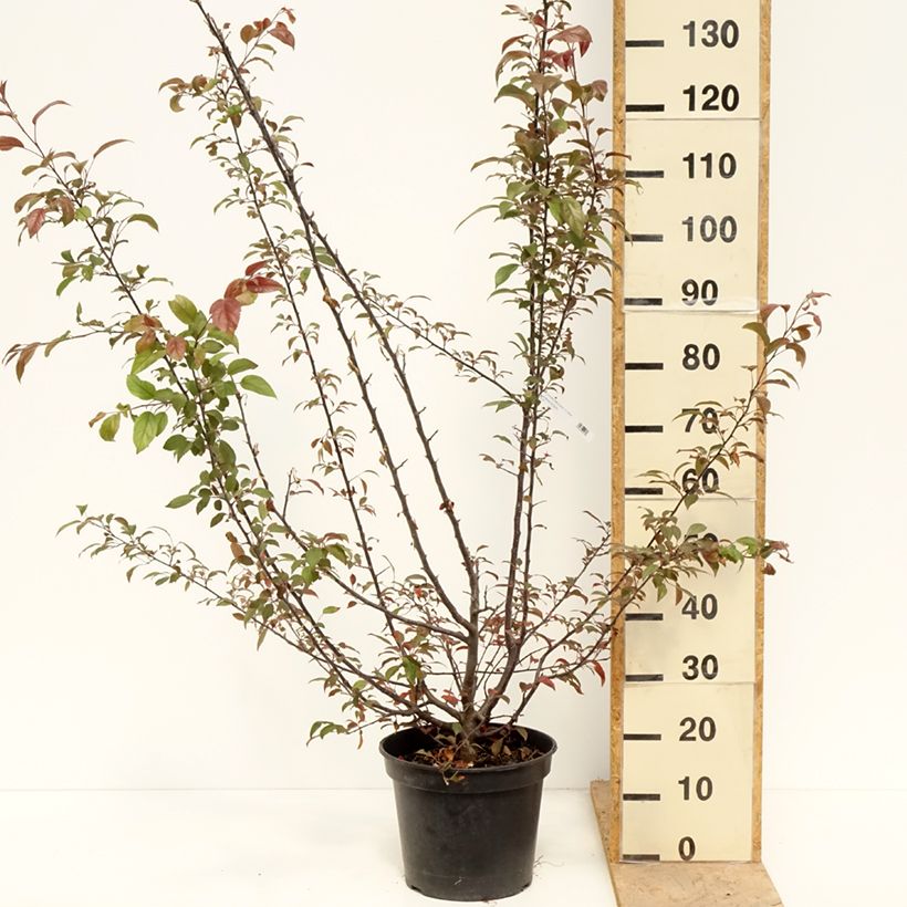 Example of Malus Coccinella Courtarou - Melo da fiore Vaso da 7,5L/10L as you get in printemps